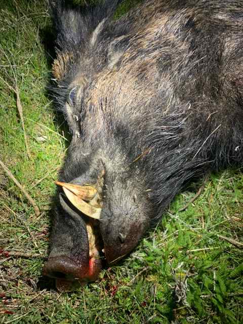 Thermal Hog Hunts N Cooke Co