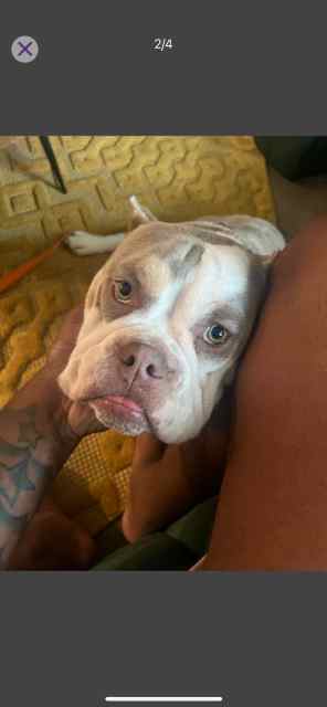 Pocket bully (best offer guns welcome)