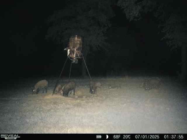 Hog hunts thermal /NV or day hunts .